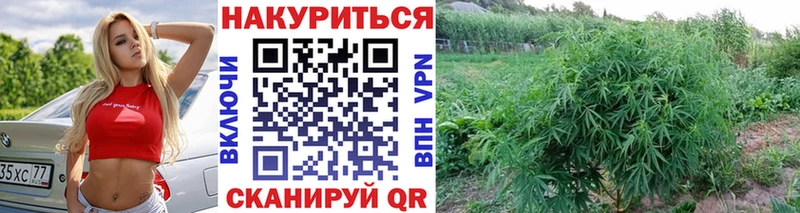 МАРИХУАНА планчик  blacksprut маркетплейс  Олонец  продажа наркотиков 